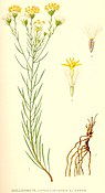 Батанічная ілюстрацыя з кнігі К. А. М. Ліндмана «Bilder ur Nordens Flora», 1917—1926