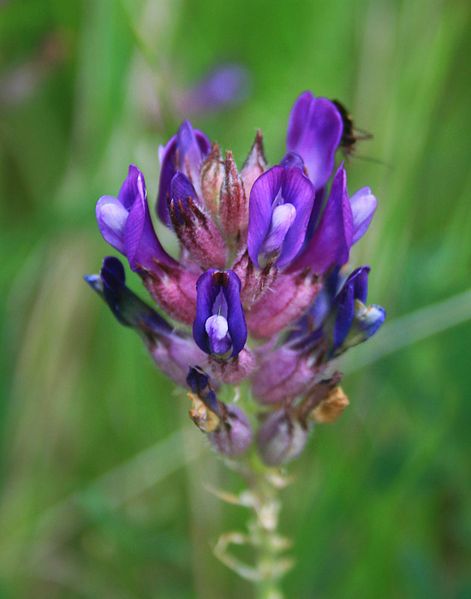 File:Astragalus vesicarius carniolicus 2.jpg