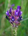 Blasen-Tragant (Astragalus vesicarius subsp. carniolicus)