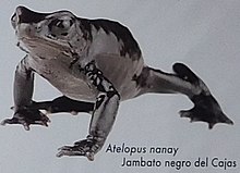 Atelopus nanay.jpg