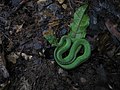 File:Atheris chloroechis vipere des buissons 31.jpg - Wikipedia