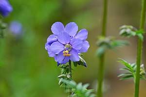 참꽃고비(Polemonium caeruleum)