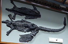 Attenborosaurus.jpg