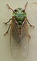 AustralianMuseum cicada specimen 23.JPG