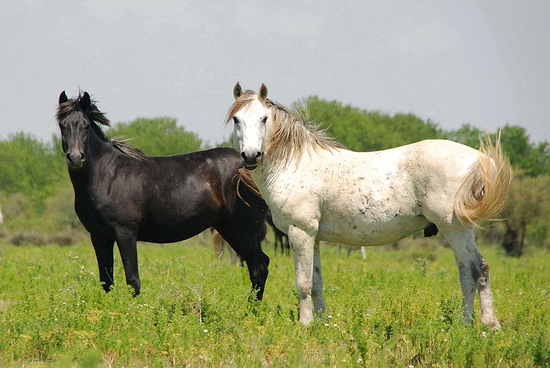 File:Axios Delta wild horses.jpg