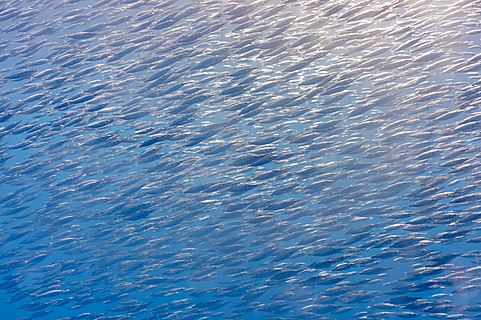 School of trumpetfishes (Macroramphosus scolopax), between the islands of Pico and Faial, Azores, Portugal.