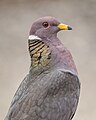 Band-tailed Pigeon (Explored 7-4-17 -106) (35684561906).jpg