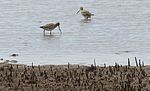 Bar-Tail Godwits GJ Walter Park c.JPG