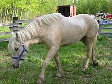 Photo d'un cheval au pas dans un enclos.