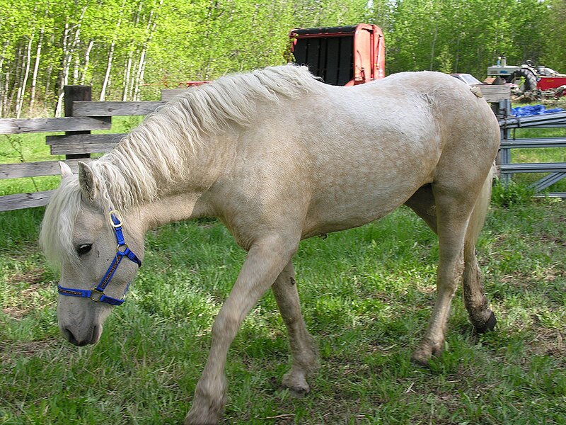 File:Bashkir Curly horse 2.jpg