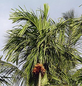 Beetle palm with nut bunch.jpg