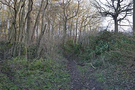 Benington High Wood 1