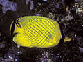 Großschuppen-Falterfisch (C. rafflesii)