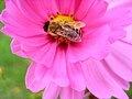Biene auf Gartenblume -Sachsen - Germany
