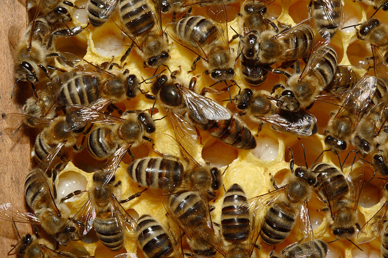 Cómo encontrar la reina en una colmena de abejas: consejos y técnicas