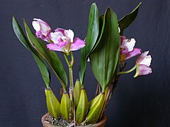 Description de l'image Bifrenaria harrisoniae 5.jpg.