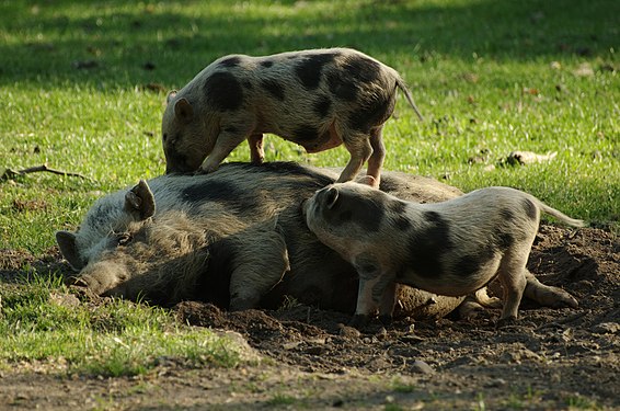 Big and little pigs in wildlife park Poing