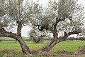* Nominācija: century-old olive tree --Benmahjoub mohamed 10:23, 6 June 2024 (UTC) * Recenzija  Support Good quality. ocation would be nice --MB-one 11:41, 6 June 2024 (UTC) Aroussia , Tebourba , Tunisia --Benmahjoub mohamed 15:45, 6 June 2024 (UTC)