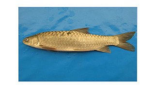 Binni Species of fish