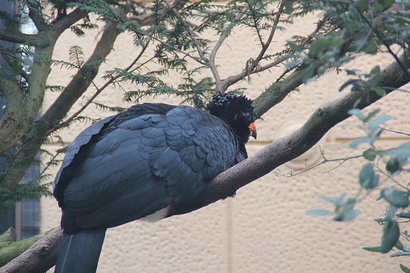 File:Bird at Amsterdam Zoo - Artis (25675299323).jpg