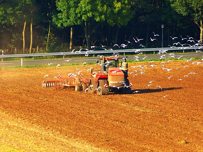 File:Birds - panoramio (10).jpg