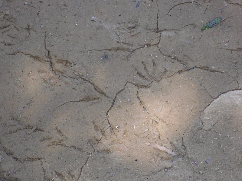 File:Birdtracks.JPG