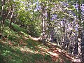 Il bivio del sentiero poco sotto il monte Carzen che a destra conduce a Capovalle e a sinistra al Passo di Vesta