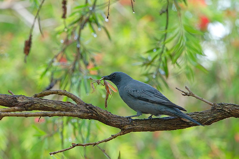 File:Black-faced Cuckooshrike - AndrewMercer - DSC01199.jpg