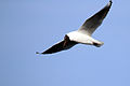 Black-headed gull in flight 2.jpg