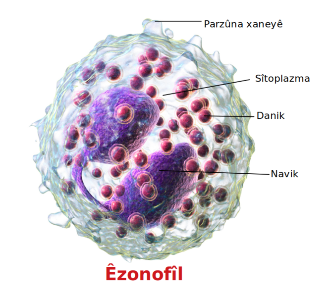 File:Blausen 0352 Eosinophil ku.png