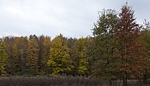 Blendon Woods forests in fall Blendon Woods-Mixed Forests in Fall 1.jpg