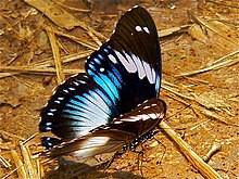 Modrý diadém (Hypolimnas salmacis) (7700011516) .jpg