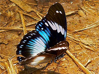 <i>Hypolimnas salmacis</i> Species of butterfly