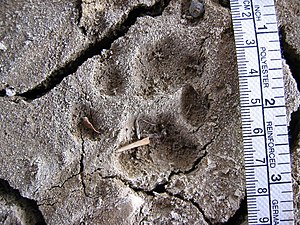 Lynx Roux: Description, Évolution de l’espèce et sous-espèces, Comportement