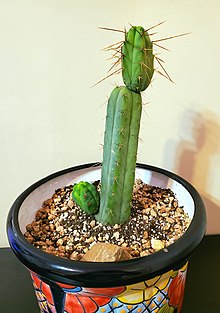 Bolivianische Fackel cactus.jpg