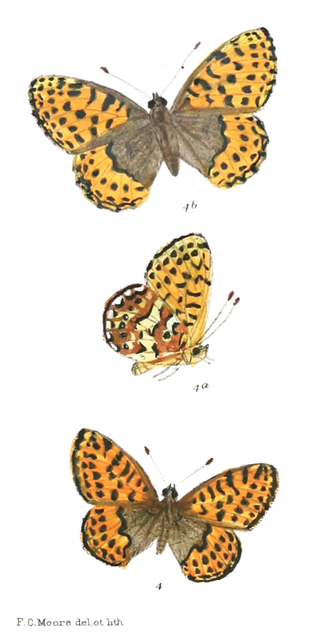 <i>Boloria jerdoni</i> Species of butterfly