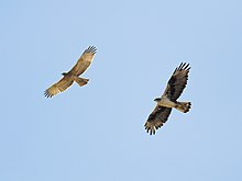 Deux Aigles de Bonelli en vol les ailes déployées, un juvénile plus petit et plus clair poursuivi par un adulte.