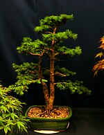 Bonsai fir, photo by daphneann.jpg