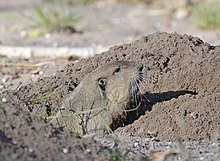 Gopher sticking out of burrow Botta's pocket gopher (Thomomys bottae)DSC2908vv.jpg