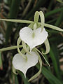 Brassavola nodosa var. nodosa