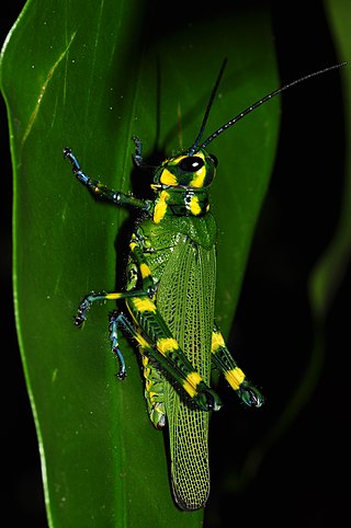 <i>Chromacris</i> Genus of grasshoppers