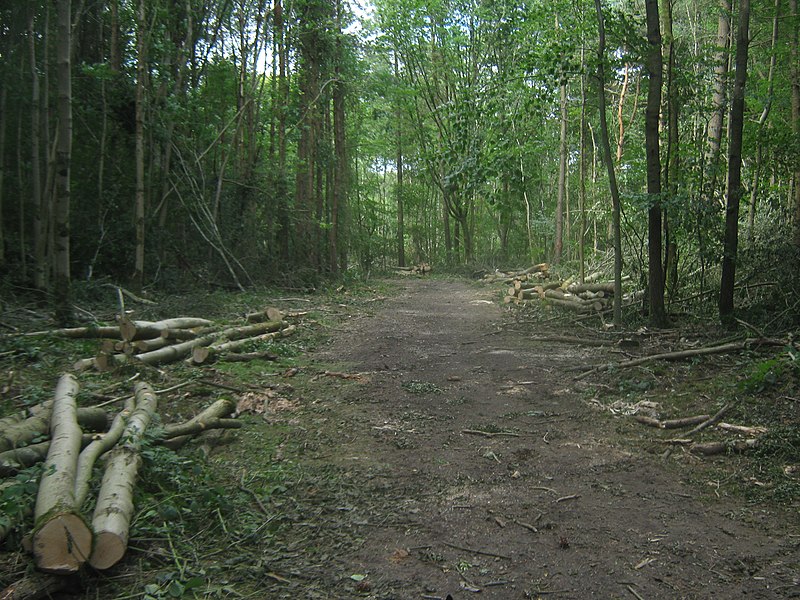 File:Bridleway in Jules Wood and coppiced logs - geograph.org.uk - 1952499.jpg