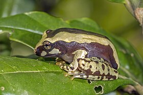 Bright-eyed frog (Boophis cf. roseipalmatus) juvenile, Montagne d’Ambre.jpg