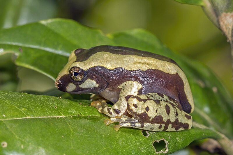 File:Bright-eyed frog (Boophis cf. roseipalmatus) juvenile, Montagne d’Ambre.jpg