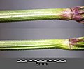 Stem below panicle