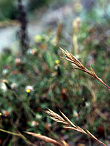 California brome