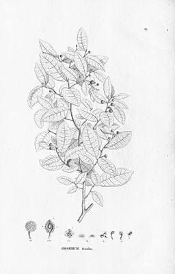 Snakewood (Brosimum guianense), illustration.