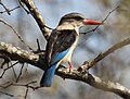 Kruger National Park, South Africa