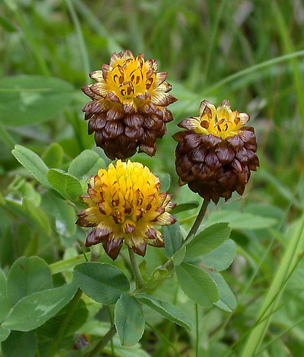 File:Brown Clover Trifolium badium (6207697213).jpg