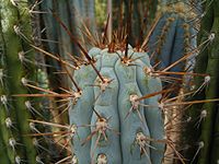 Browningia hertlingiana